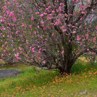 「旬過ぎても・・・」　いわき　高野花見山にて撮影！　花桃とナガミヒナゲシ