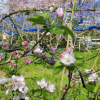 東谷山フルーツパークの枝垂れ桜