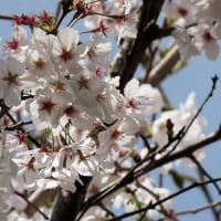 桜　令和7年　古賀市　その２