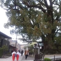 太宰府天満宮。