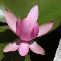 堀に咲く睡蓮