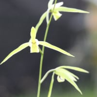 寒蘭　ズポ抜け「青々01216(青斗)」