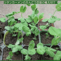 雨が降り出す前に「ツタンカーメンのえんどう豆」の苗を畑へ植え付けようと、お昼前から作業を始めたものの・・・