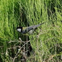 １４日の記録から　シジュウカラ