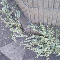 オリーブ死す、