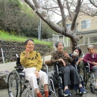 桜が咲きました