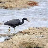 05/20探鳥記録写真：狩尾岬の鳥たち（クロサギの採餌模様、）