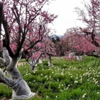 和泉リサイクル環境公園の梅と水仙（２０２５年３月８日）動画