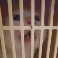 耳血腫