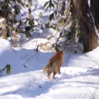 キタキツネさん