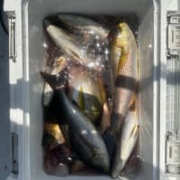 2号船、午前便、午後便イサキ釣り