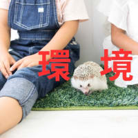発達障害の理解とサポート：周囲の環境がもたらす影響とは？