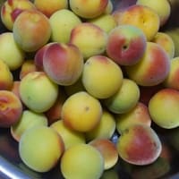 明日は梅仕事