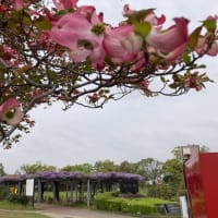 ４月２２日　ハナミズキ・藤の花・初夏の花々とナナのメモリー
