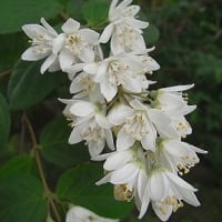 季節の花 「空木（うつぎ）]