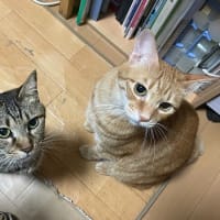 今週の水草水槽＆にゃんこ 2025.5.13