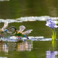 ギンヤンマ青型♀ペアの連結産卵