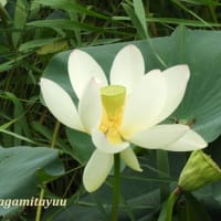 「鵠沼はす池公園」の「ハス」が蓮華座の如き花姿を披露中！！