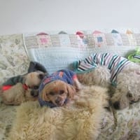 サクラちゃんをシャンプー中、常勤看板犬は、、、！？