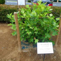 水戸の100年記念碑等(4)