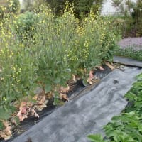 のらぼう菜の撤収と赤ネギの植え替え　2日