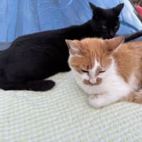 母の事を少し・・　～今日のニャンコ。