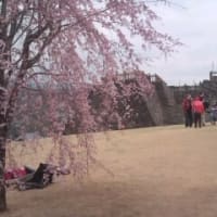 甲府城　本丸の桜とお客さん