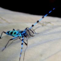 スボンに止まったルリボシカミキリ