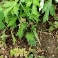 希少種！アオマダラタマムシ：ちょっとブレイク①