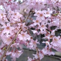 【今日の楽翁桜 ４月１２日】〜満開〜