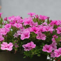 カリブラコア　〈満開のピンクの花〉　