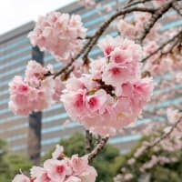 花曇りの散歩道