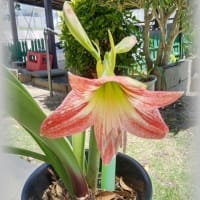 紫陽花