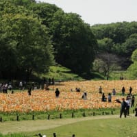 武蔵丘陵森林公園のポピー2025