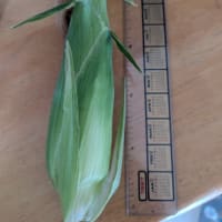 甘いお野菜