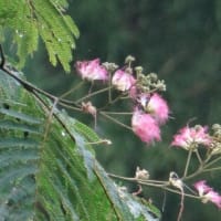 合歓の木の花