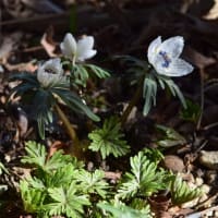 節分草が咲き始めました。