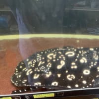 　久しぶりです、また少しずつ投稿させて頂きます。よろしくお願いいたします。