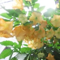 やっぱり何か変だよ？