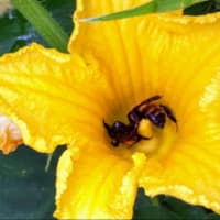 蜜蜂