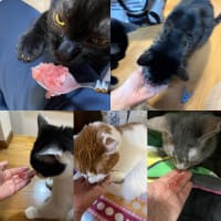 2025/6/19の歯磨きタイム