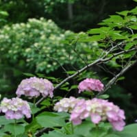 多摩川台公園あじさい園　　水生植物園の睡蓮が一面咲く　　　　９