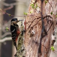 オオアカゲラ♀, White-backed Woodpecker