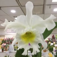 ○Rlc. Shinfong Lucky'ORCHIS' - カトログ !! ~ カトレヤ交配 ○Rlc. Shinfong Lucky'ORCHIS' - カトログ !! ~ カトレヤ交配
