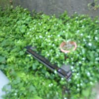 雑草
