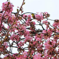 オリジナルテンプレートを河津桜とメジロにしました