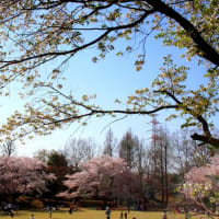 伊勢原公園の桜（続き）