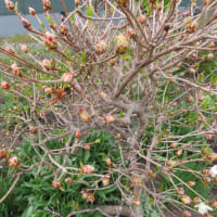 ５月の庭仕事（２）友人の庭