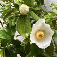 ４月１日終日雨・我が家の椿開花❀