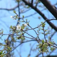 大島桜　３月２５日　咲いた！